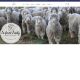 Capture de mohair-lafermefrady.com